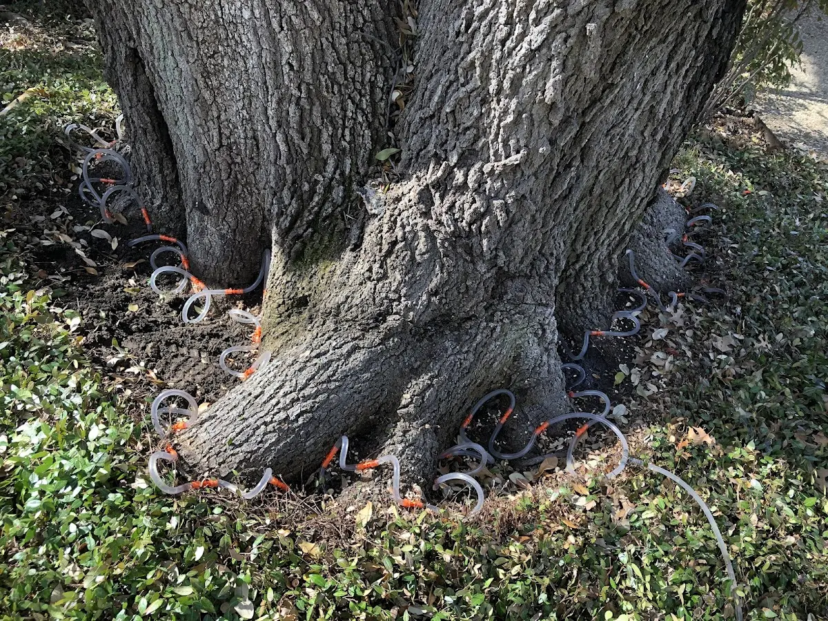 Detailed Tree Cabling and Bracing job site in San Leandro