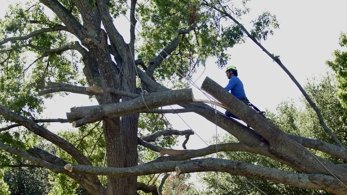 Professional Hazardous Tree Removal performed by certified arborists in San Leandro