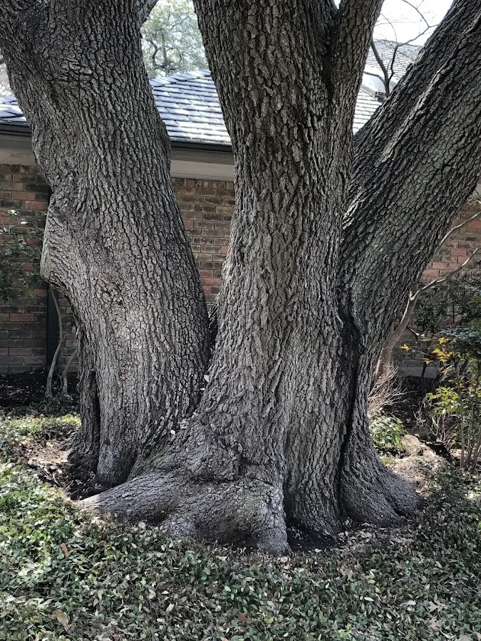 Mature heritage tree close to a San Leandro property cared for by certified arborists